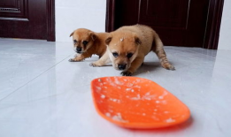 小狗狗可爱视频,小狗狗可爱视频集锦